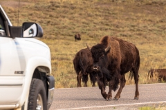 Bison Jam
