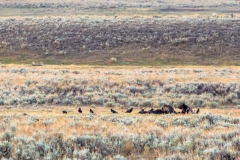 Feeding Grizzly Bears