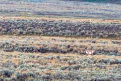 Pronghorn Deer