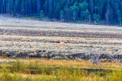 Pronghorn Deer