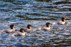 Yellowstone River ducks