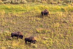 Grazing bison