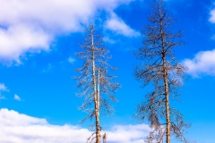 Dead trees