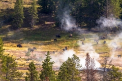 Grazing bison