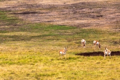Lamar Valley Pronghorn