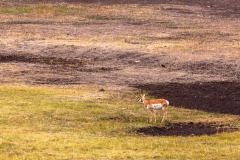 Lamar Valley Pronghorn