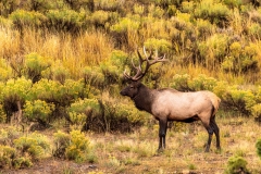 Bull Elk