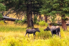 Lamar Valley Moose