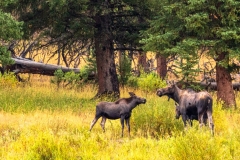 Lamar Valley Moose