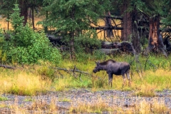 Lamar Valley Moose