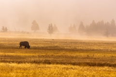 Bison