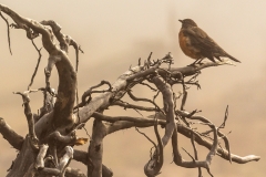 American Robin
