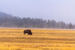 Bison