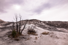 Upper Terraces, Mammoth Hot Springs