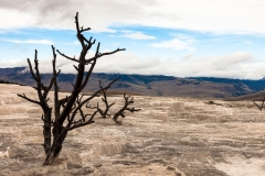 Upper Terraces, Mammoth Hot Springs