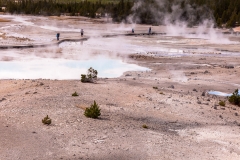 Norris Geyser Basin