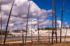 Norris Geyser Basin
