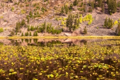 Harlequin Lake