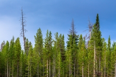 West Thumb Pines
