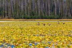Riddle Lake Geese