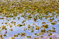 Riddle Lake
