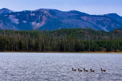 Riddle Lake Geese