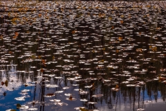 Lilly Pad Lake