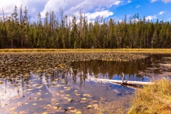 Lilly Pad Lake