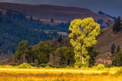 Lamar Valley