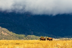 Lamar Valley Bison
