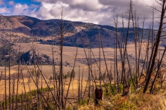 Yellowstone de-forestation