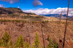 Yellowstone de-forestation