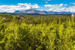 Pine forest