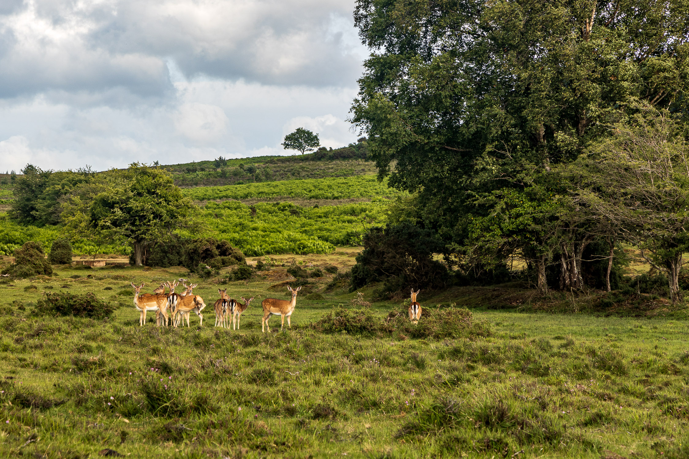 Deer in the northern New Forest