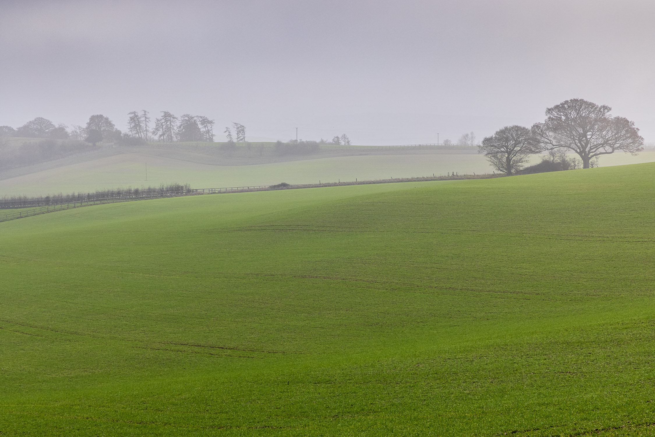 Misty afternoon on Cranborne Chase