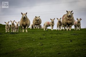 Intimidating sheep, West Shinness
