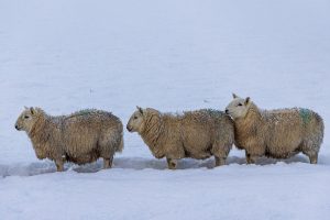Pile up in the snow… Sutherland style