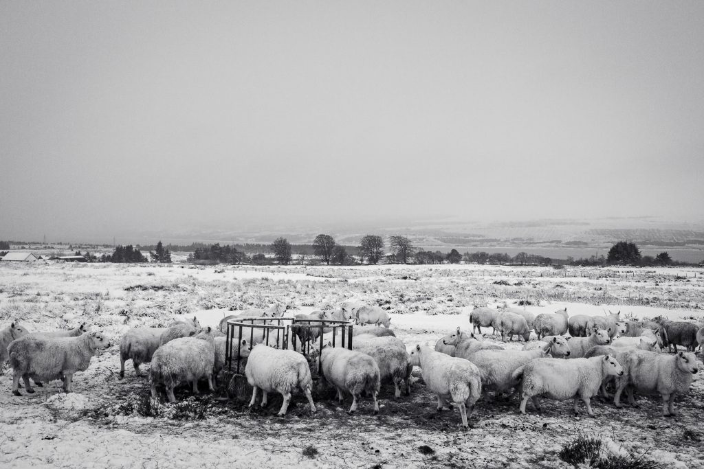 Sheep jostle for space around a feeder in wintry weather in the hills above Loch Shin near Achnairn, Sutherland